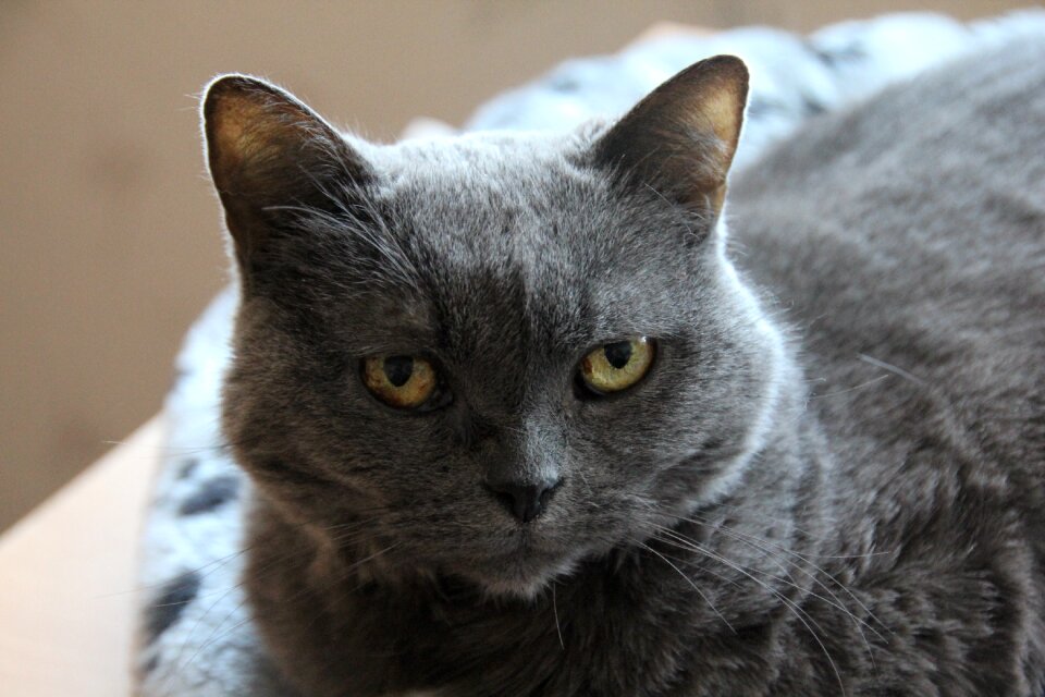 Domestic cat carthusian animal portrait