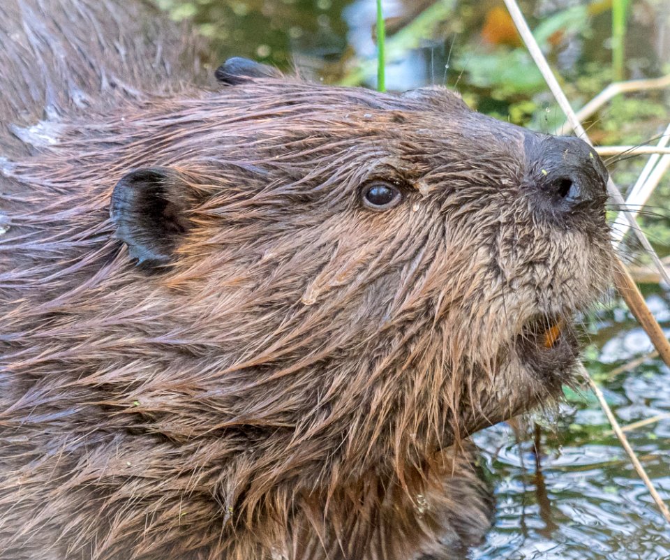 NUTRIA IN LAKE WASHINGTON