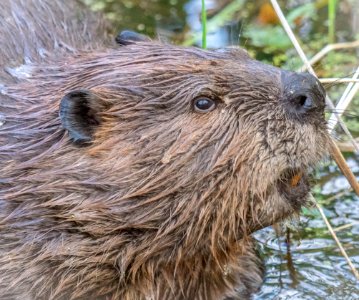 NUTRIA IN LAKE WASHINGTON