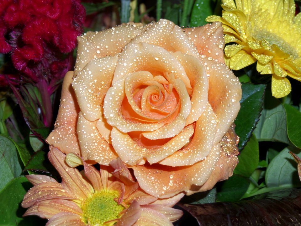 Flower nature bouquet