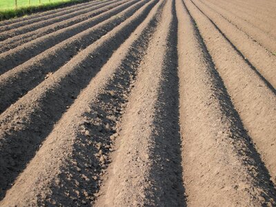 Arable farming potato cultivation aardappelrug