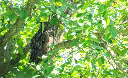 GREAT HORNED OWL - WESTERN WASHINGTON, taken at 600 mm