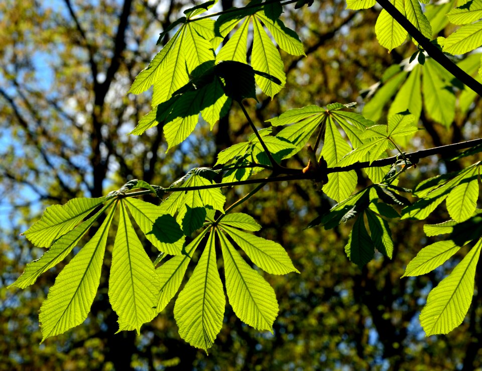 Spring nature the sun