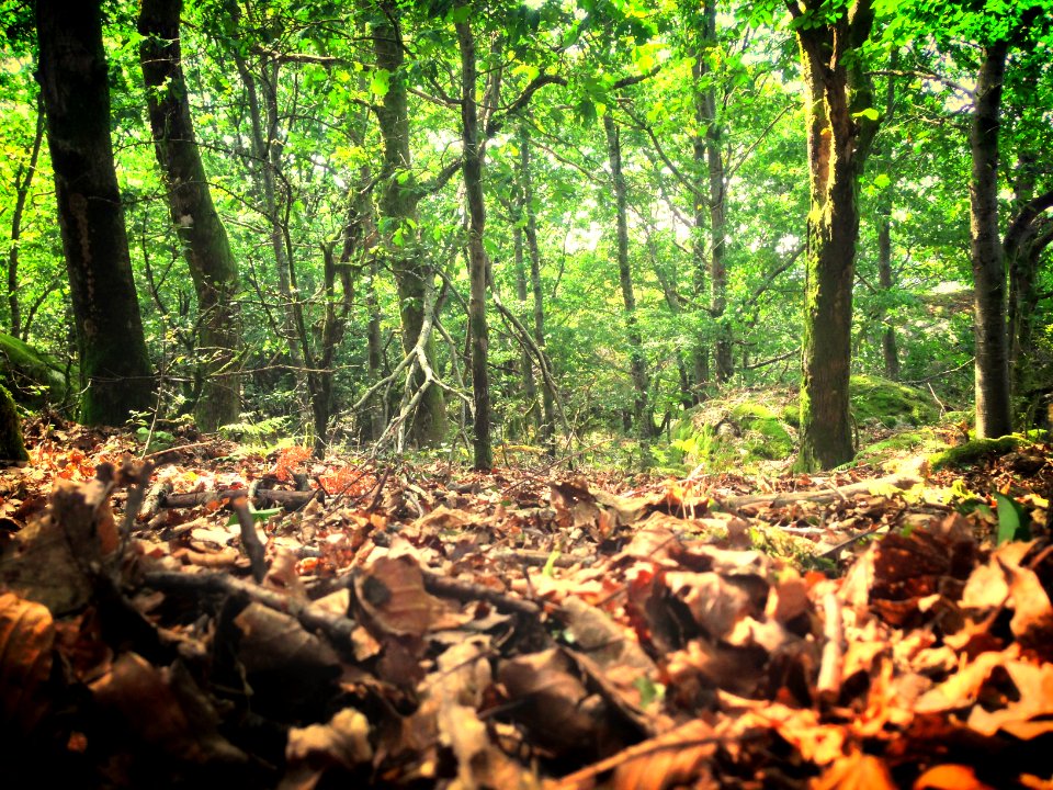 Corno do Bico Protected Natural Area