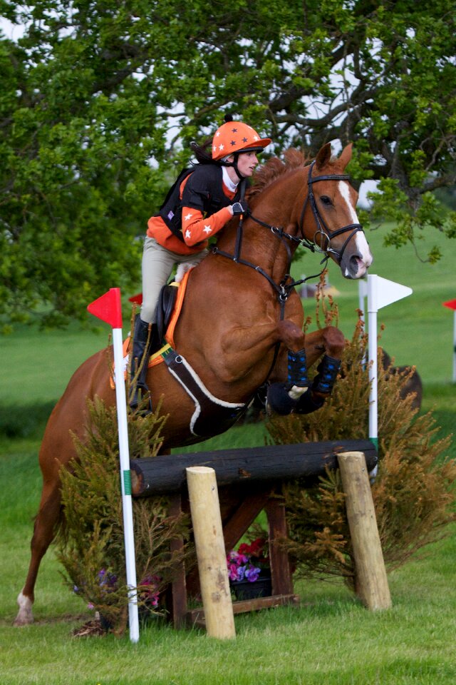 Jumping equine horse riding