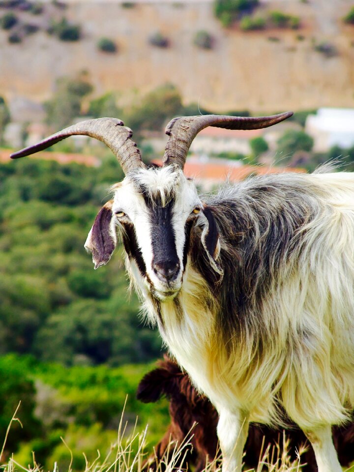 Goat pasture olives