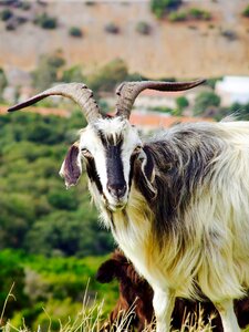 Goat pasture olives photo