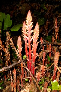 Orobanche hederae