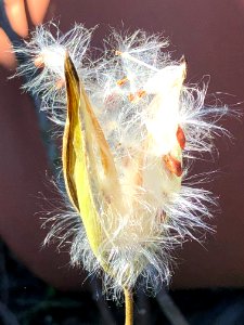 20200601-APHIS-PK-IYPH-0067