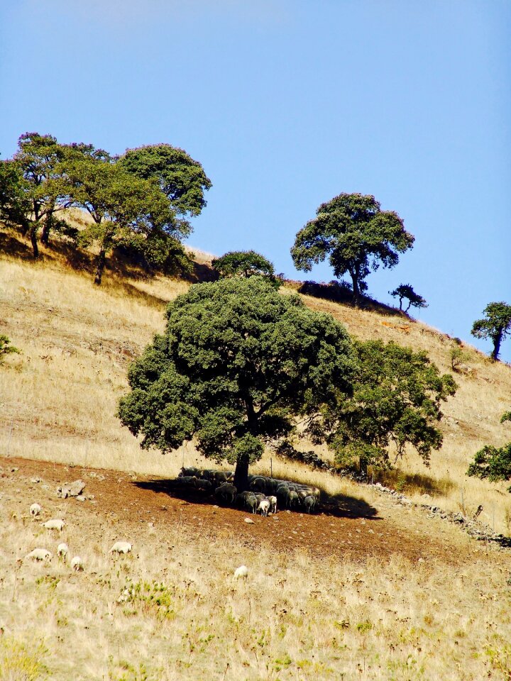 Sheep pasture olives