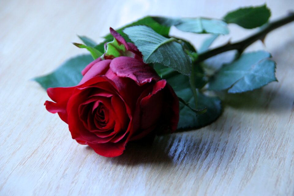 Red still life background