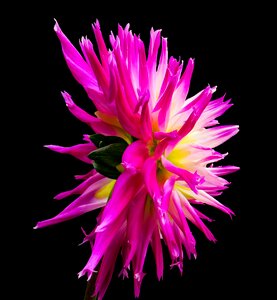 Flower close up isolated