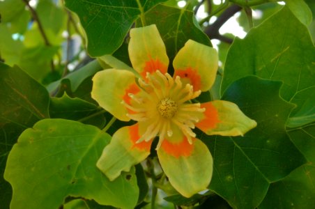 Liriodendron tulipifera photo