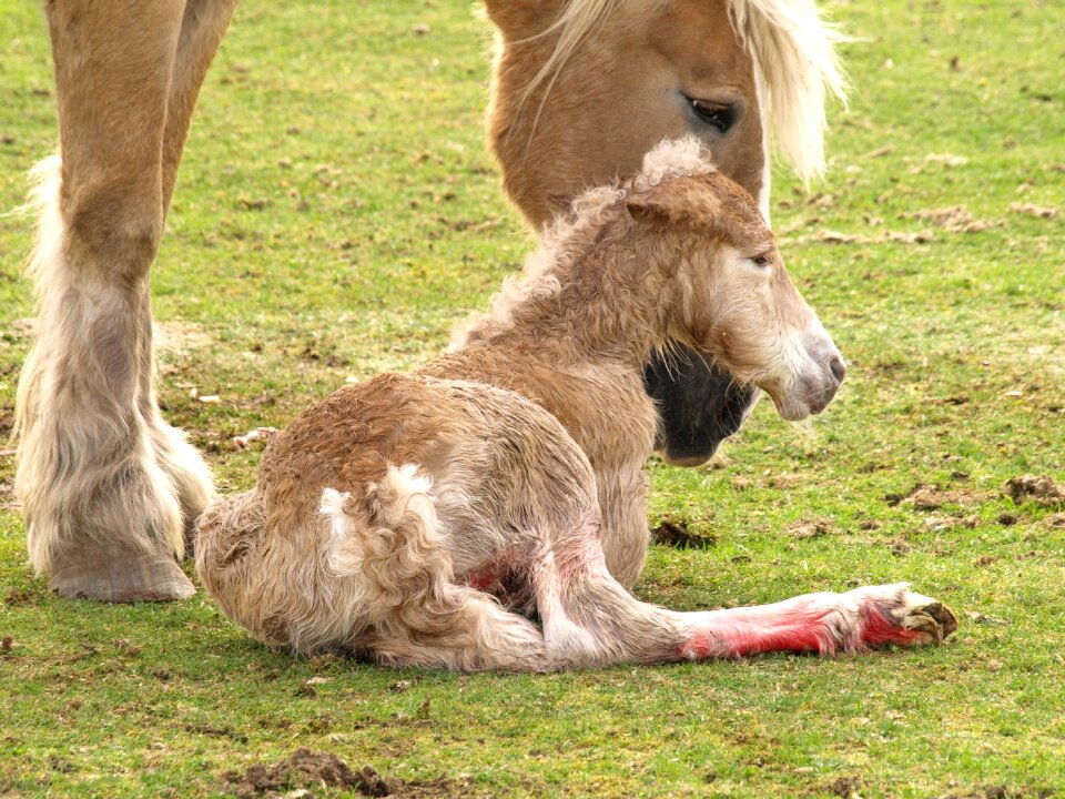 Grass animal pasture