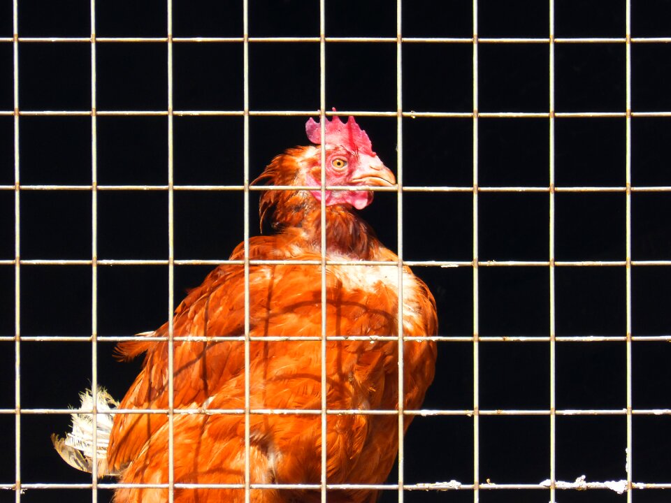 Bars farm animal captive