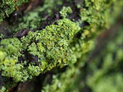 Forest macro organic