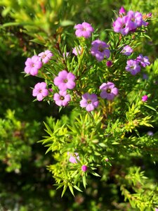 Plant bush garden