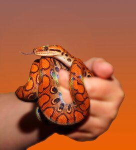 Scale brazilian red rainbow boa close up