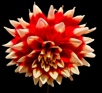 Flower close up isolated