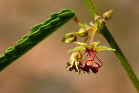 Ayenia filiformis