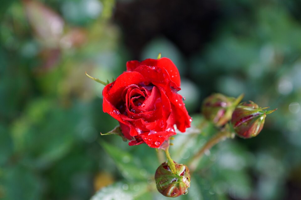 Plant spring aroma
