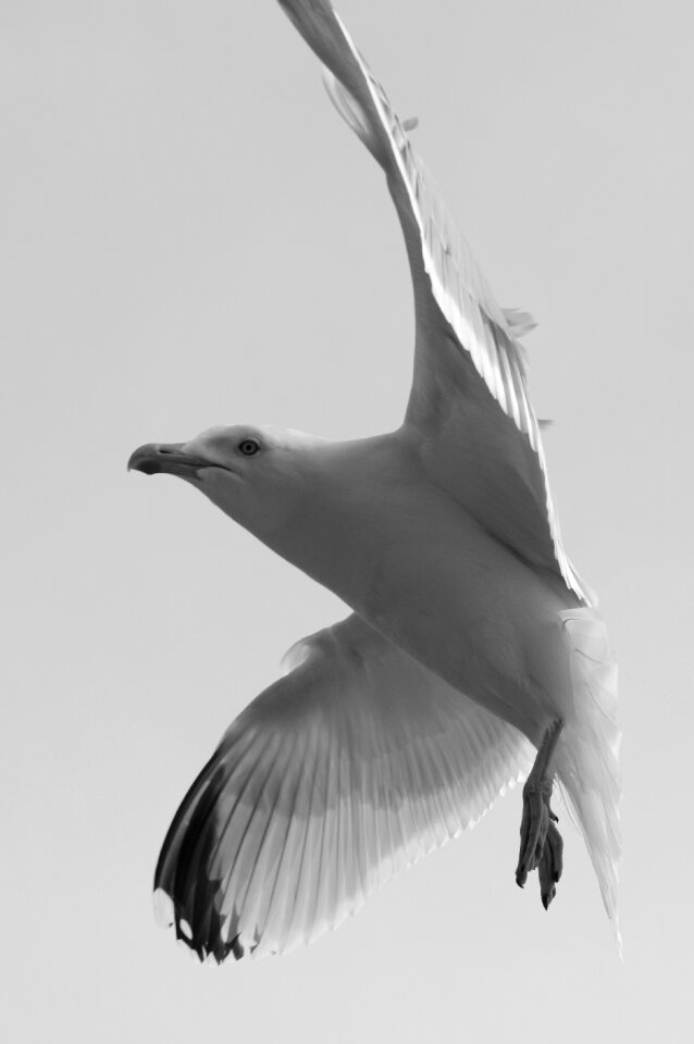 Fly wings black and white