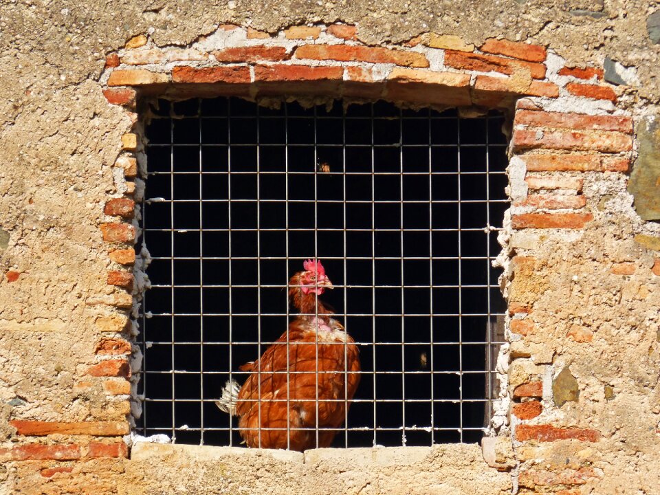Bars farm animal captive