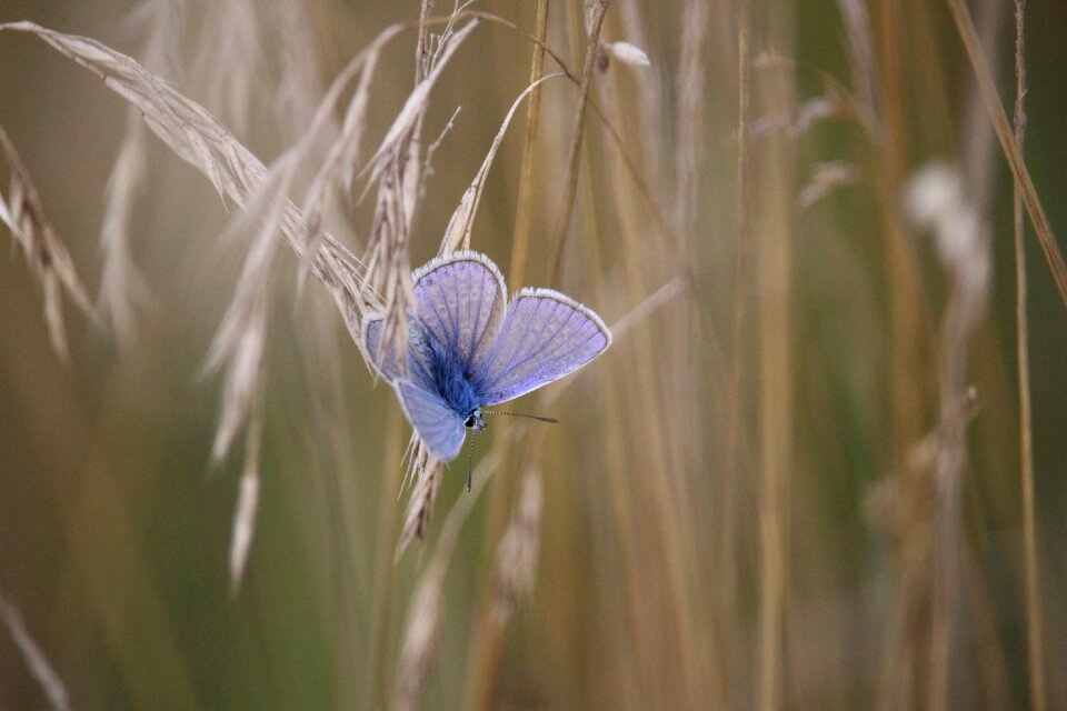 Grass common bläuling adonis blue