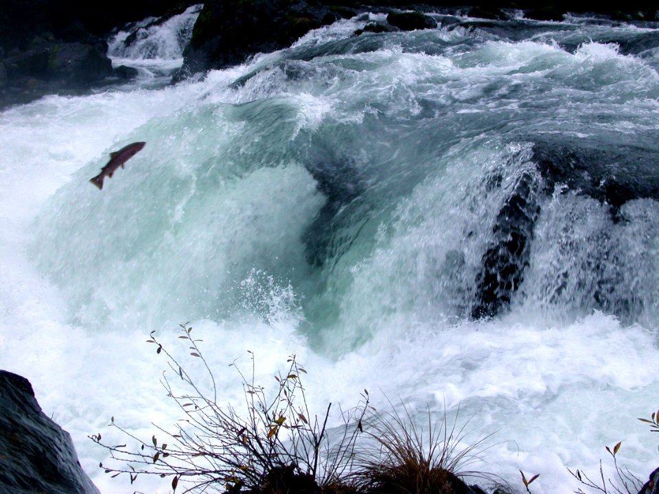 Wild and endangered Coho salmon, North Umpqua River, Deadline Falls