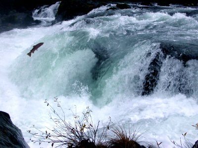 Wild and endangered Coho salmon, North Umpqua River, Deadline Falls