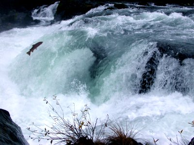 Wild and endangered Coho salmon, North Umpqua River, Deadline Falls photo