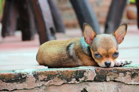 Breed puppy animal