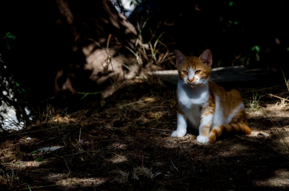 Old Town Kitten photo