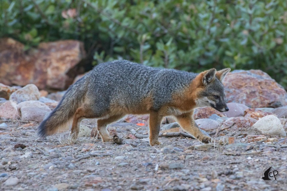 Island Fox