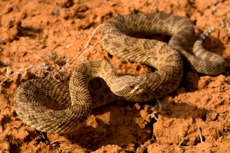 Crotalus viridis
