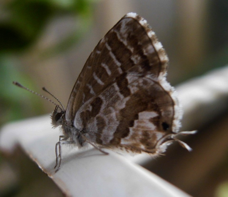 Cacyreus marshalli