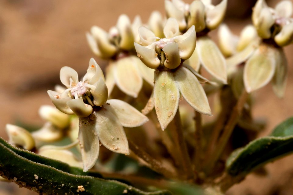 Asclepias macrosperma