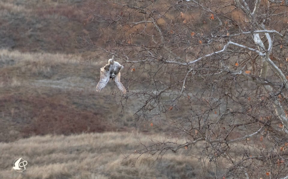 Poached Great Horned Owl, Cottonwood Canyon Rd., CA