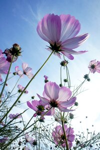 Flowers plants nature