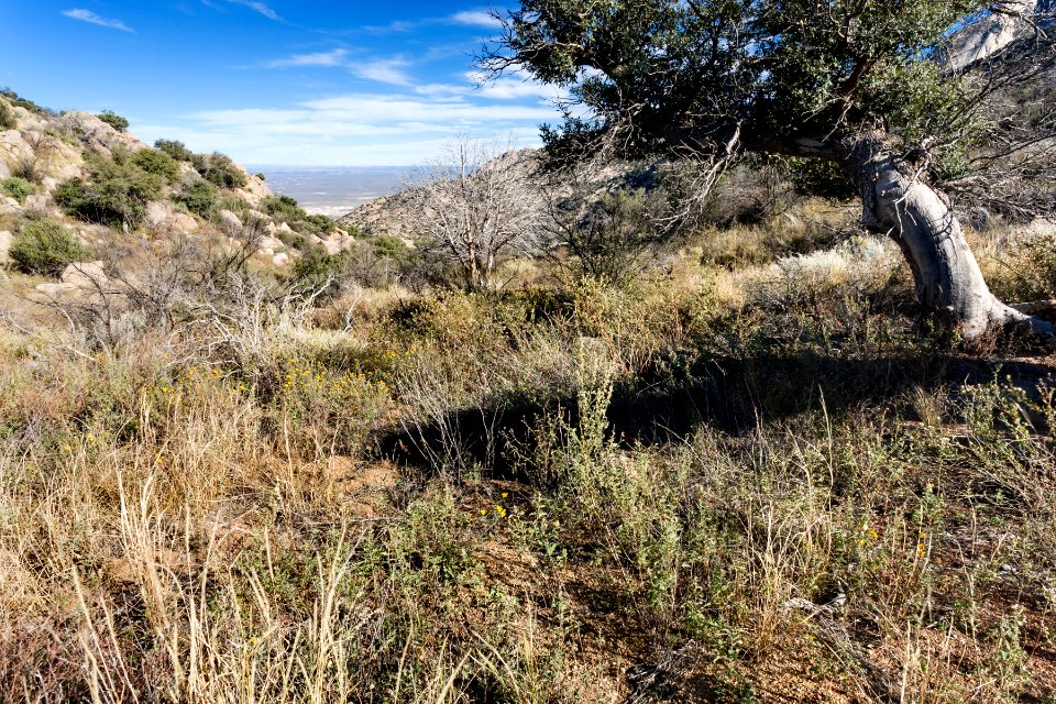 Near Aguirre Spring photo