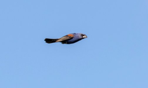Blue Grosbeak, Benton Co., IN