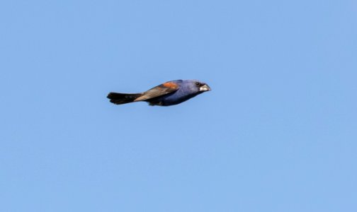 Blue Grosbeak, Benton Co., IN photo