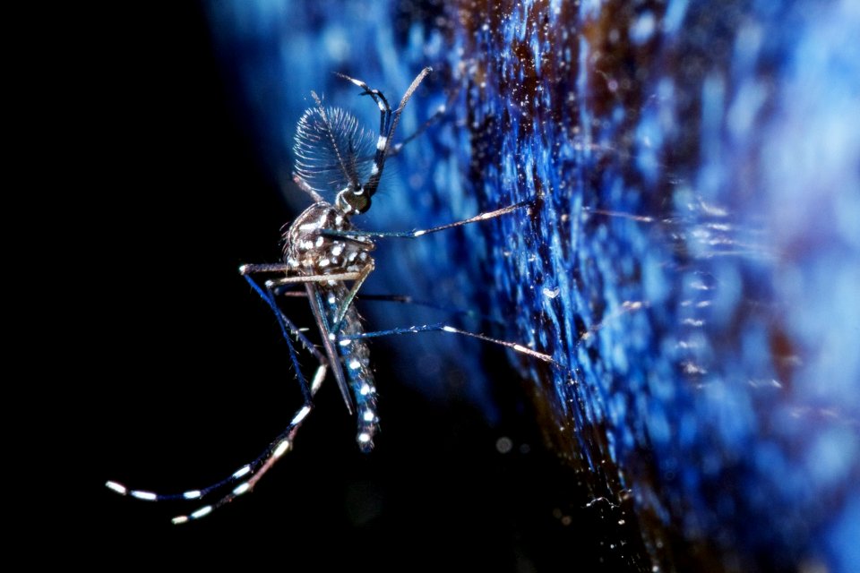 Mosquito