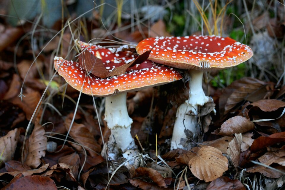 Red white fall foliage