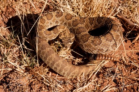 Crotalus viridis