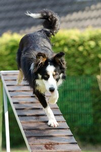Catwalk training dog training
