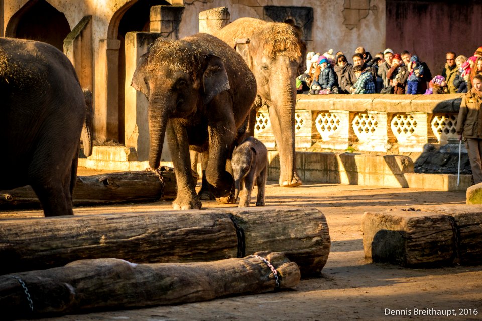Neuankömmling im Zoo Hannover