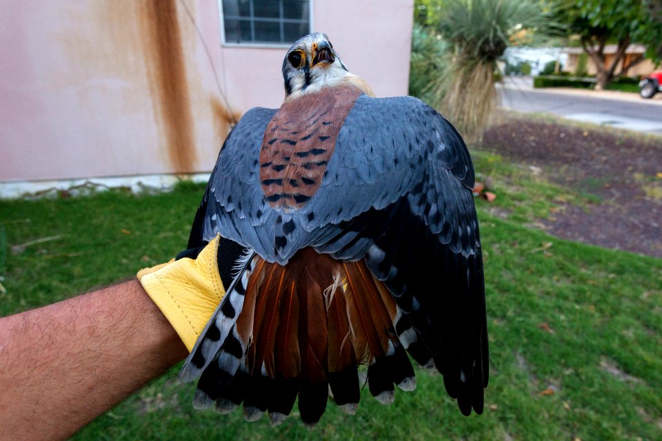 Falco sparverius