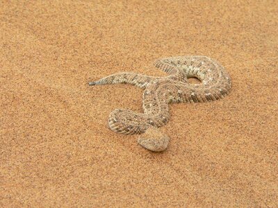 Sand reptile namibia