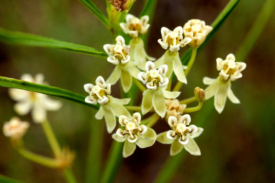 Asclepias subverticillata